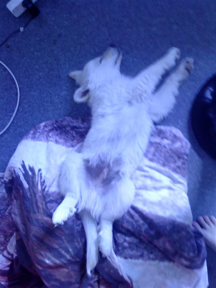 Islandsk fårehund Bassi - Arrhh dejligt at sove igen xD billede 8