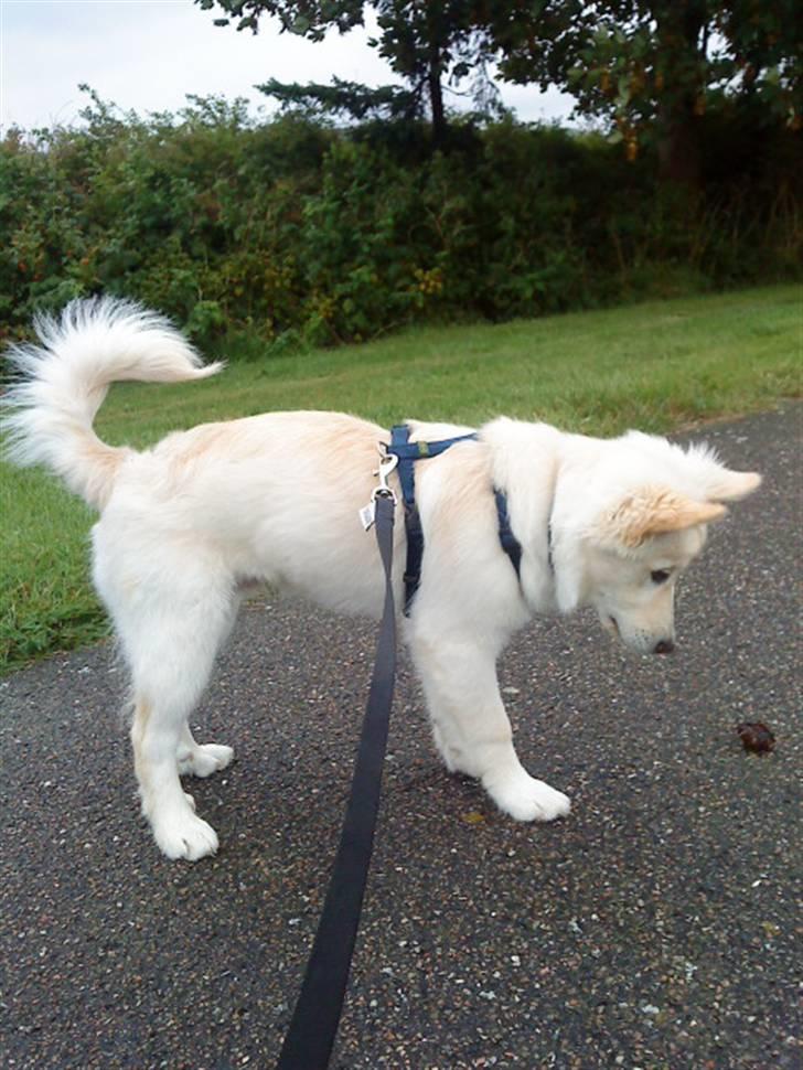 Islandsk fårehund Bassi - Bassi har fundet en grankogle;) billede 9