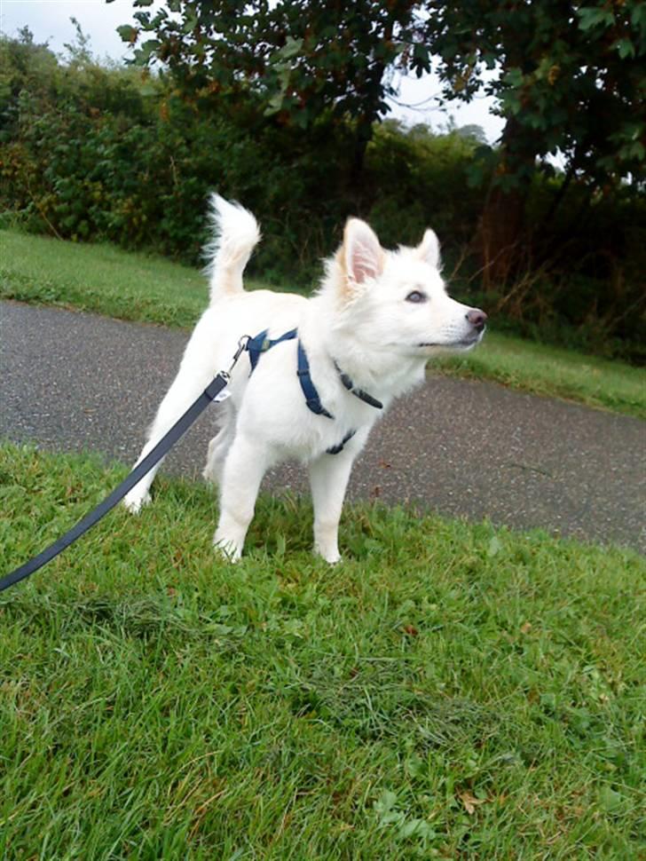 Islandsk fårehund Bassi - Bassi kikker op mod himlen:D billede 10