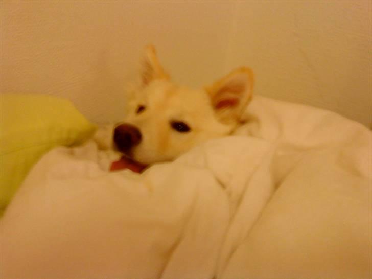 Islandsk fårehund Bassi - Bassi leger i dynen xD billede 11