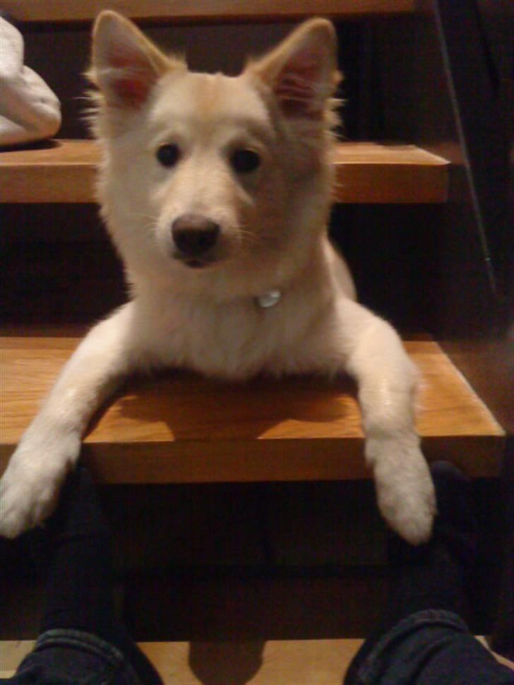 Islandsk fårehund Bassi - Bassi fandt ud af man kunne komme under trappen:D billede 12