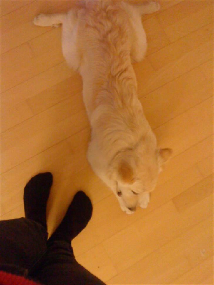 Islandsk fårehund Bassi - Bassi splatter ud på gulvet xD <3 billede 13