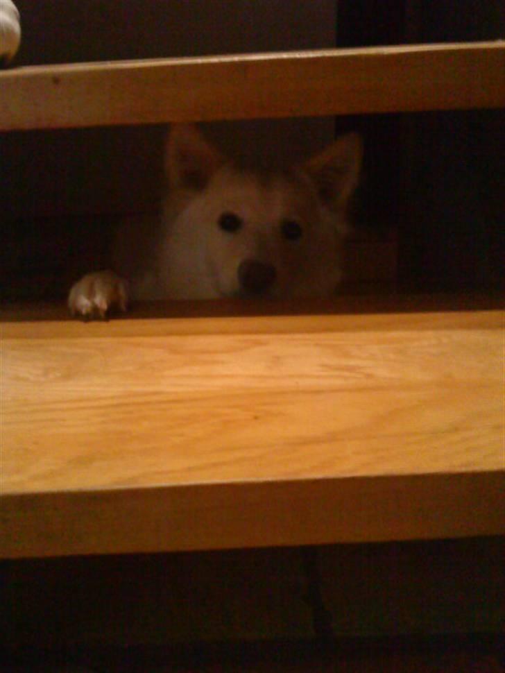 Islandsk fårehund Bassi - Bassi kigger i gennem trappen xD <3 billede 14