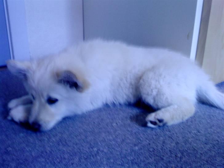 Islandsk fårehund Bassi - Lille bjørne hund xD <3 billede 15