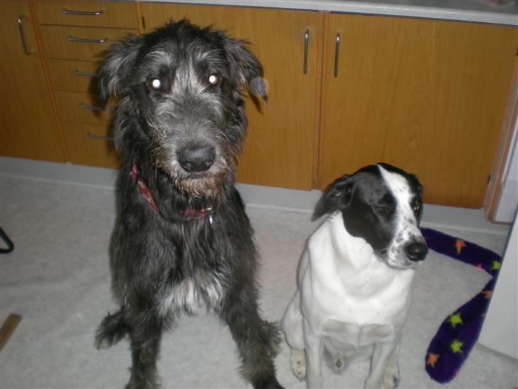 Irsk ulvehund Caleb billede 1
