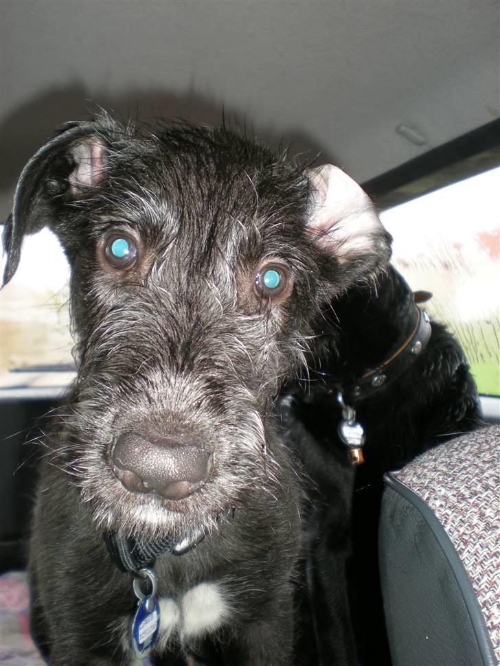 Irsk ulvehund Caleb billede 2