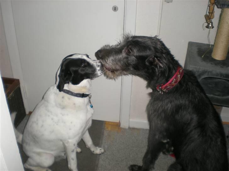 Irsk ulvehund Caleb billede 3