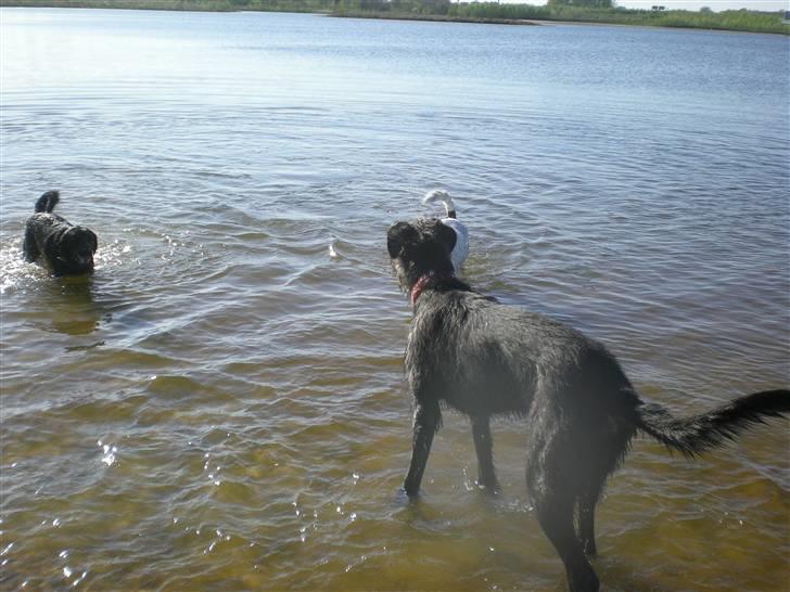 Irsk ulvehund Caleb billede 4