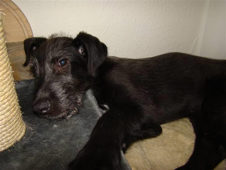 Irsk ulvehund Caleb billede 5