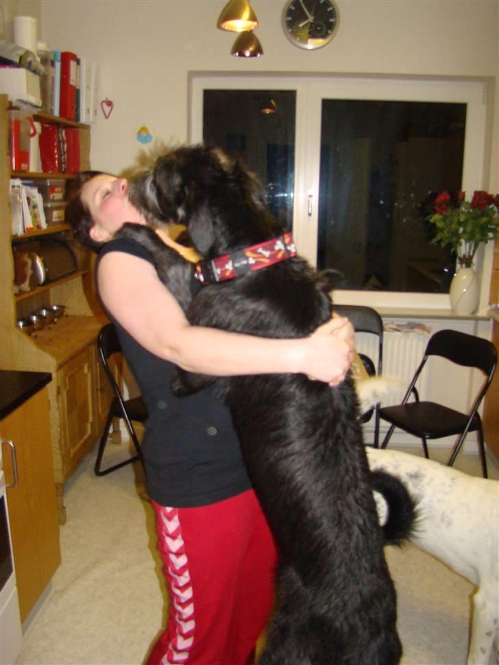 Irsk ulvehund Caleb billede 6
