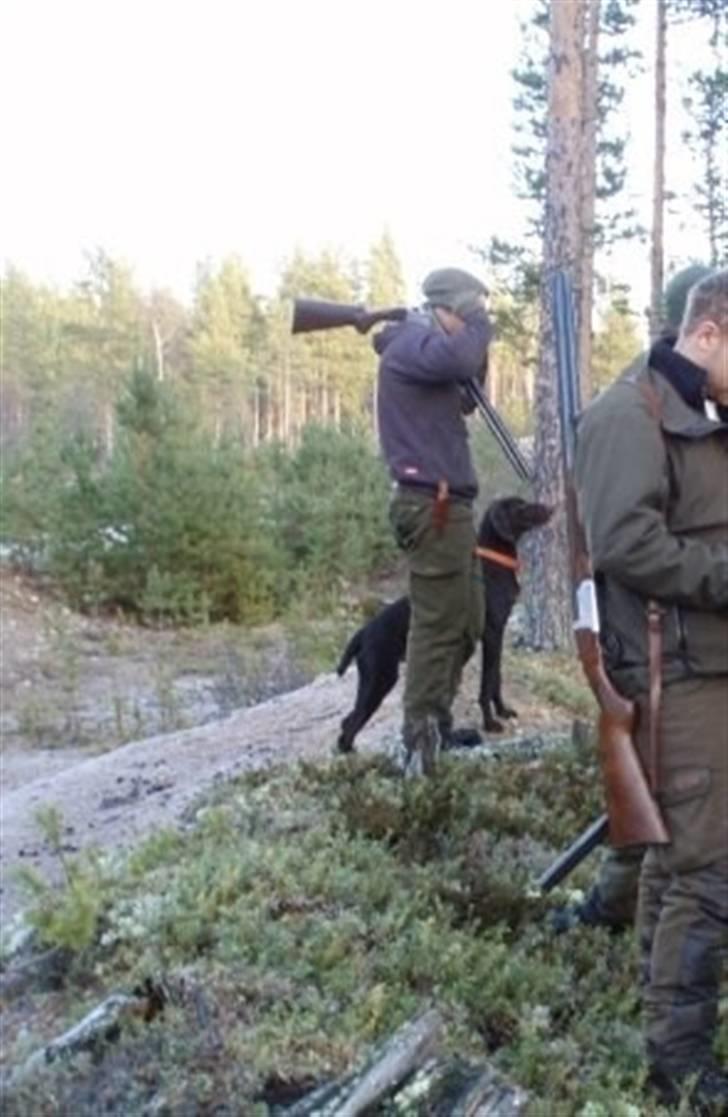 Korthåret hønsehund Ryttersminde's Balder - Man er vel jagthund. billede 4