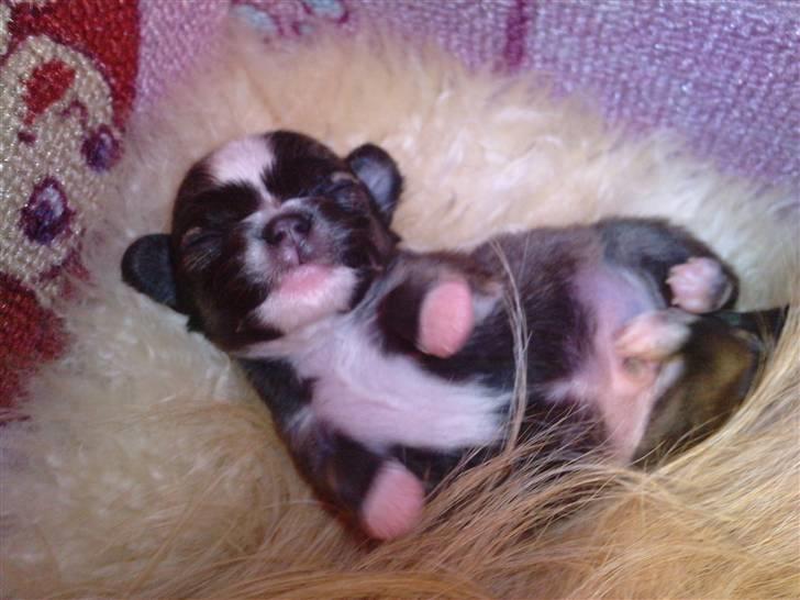 Blanding af racer Tue - Lille Tue. Ca. 14 dage gammel! billede 1