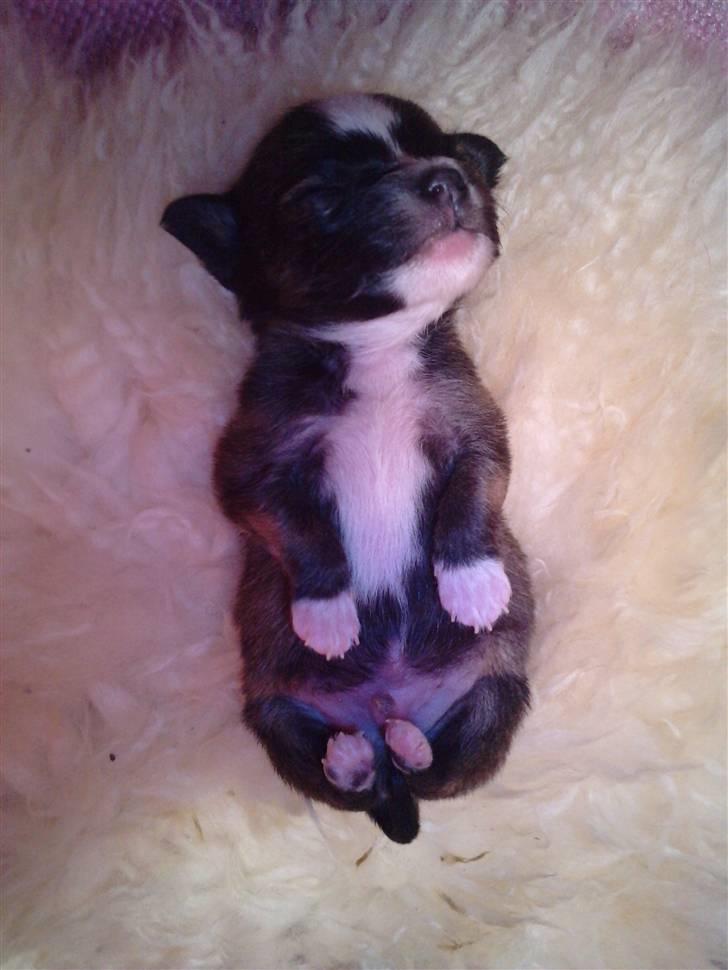 Blanding af racer Tue - Han er sguda bare en darling, hva? billede 4