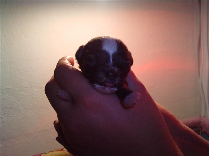 Blanding af racer Tue - Sådan ser han ud efter en omgang sutteflaske :) Træt og meget mæt billede 5