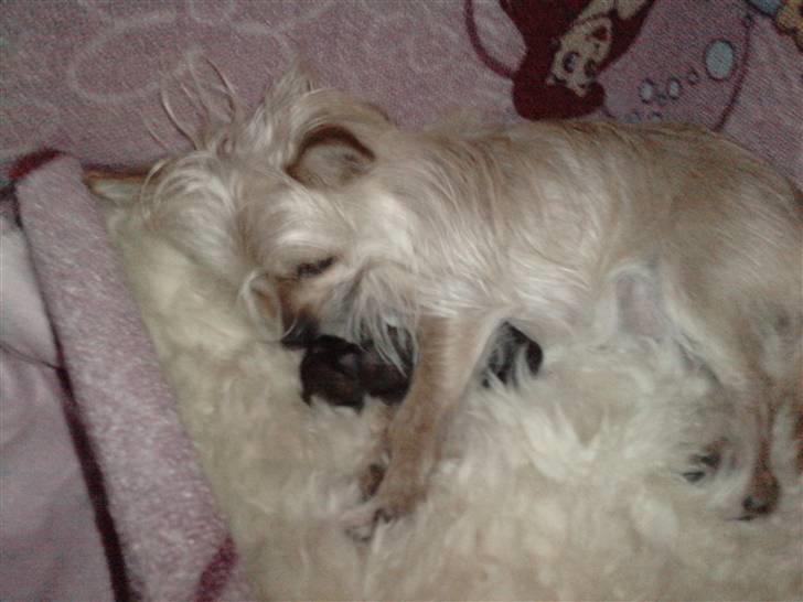 Blanding af racer Tue - Mor og søn ligger i en hyggelig ske ;) billede 9