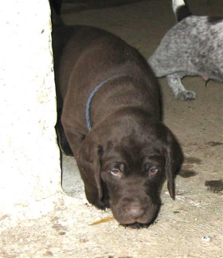 Korthåret hønsehund Ryttersminde's Balder - Lidt hvalpe-billeder... søøøøød :D billede 5