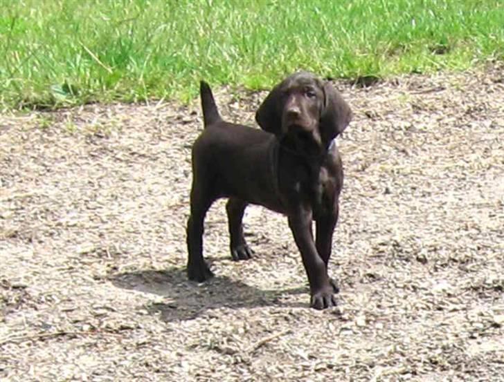 Korthåret hønsehund Ryttersminde's Balder billede 6