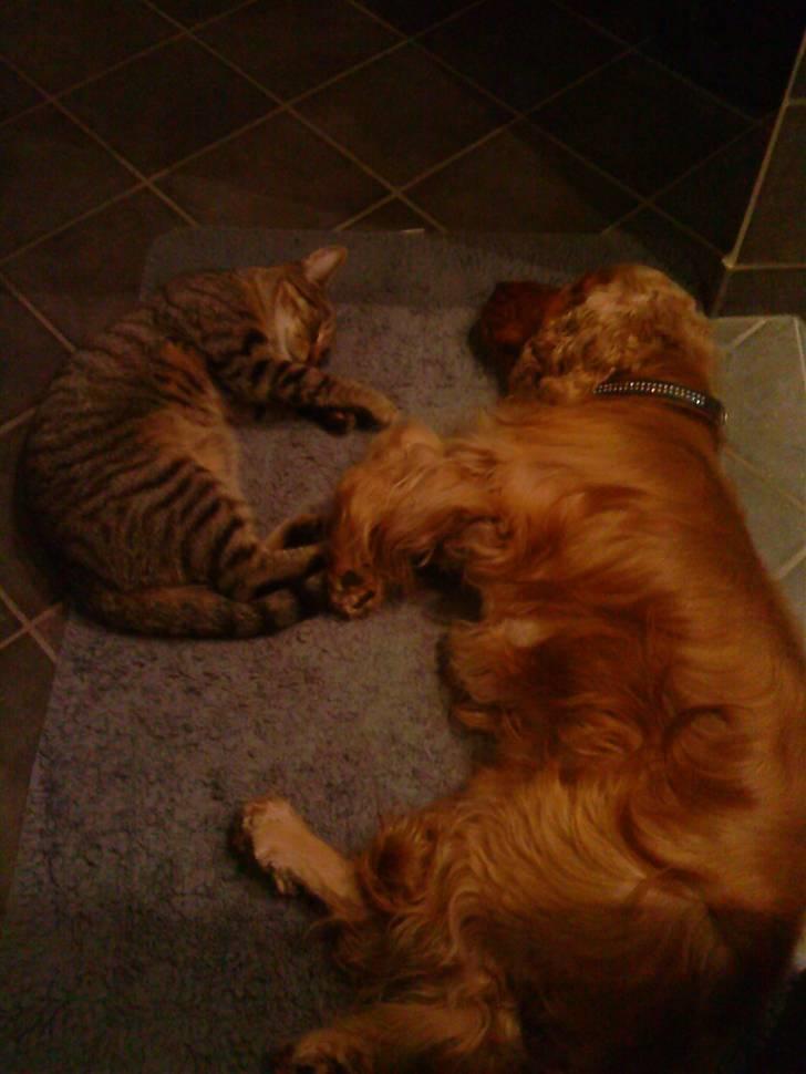 Cocker spaniel Aske - hygge med mis billede 13