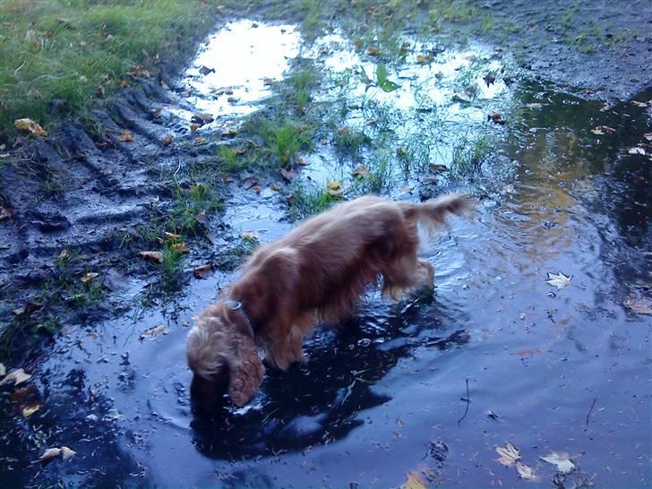 Cocker spaniel Aske - mmm, en vandpyt, så kan jeg rigtig blive beskidt:-) billede 14