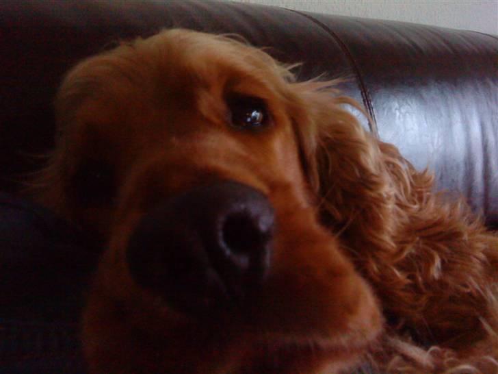Cocker spaniel Aske - see, så sød og nuserdejlig jeg er;-) billede 15