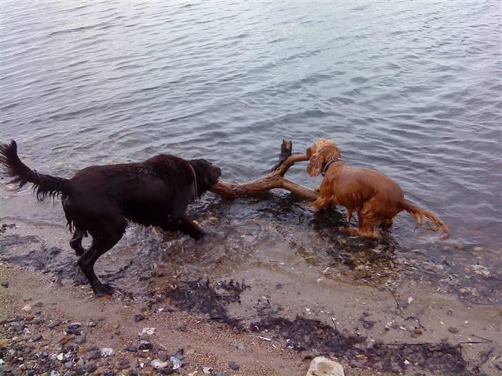 Cocker spaniel Aske - mig og fætterchoko har fundet en stor gren, he he...den skal lige i land. billede 16