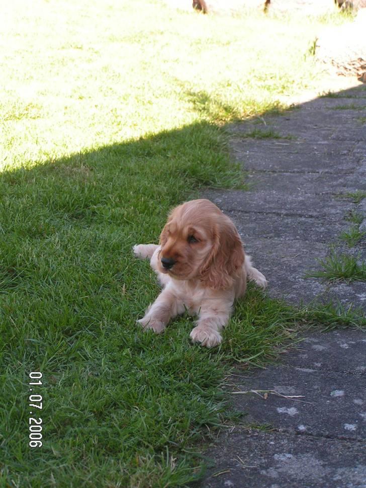 Cocker spaniel Aske - ligger lige og hygger...her bor jeg stadig ved min mor, men Jane kommer snart og henter mig:-) billede 17