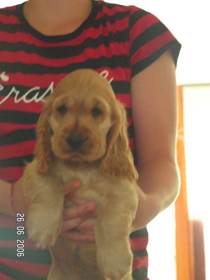 Cocker spaniel Aske - Her er jeg lillebitte:-) billede 18