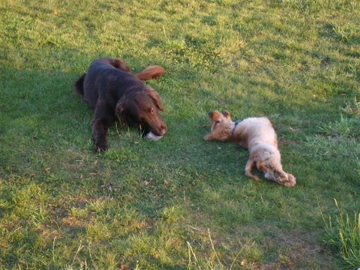 Cocker spaniel Aske - her er jeg og ret lille, lige mødt min dejlige fætter choko, han er god at lege med:-) billede 19