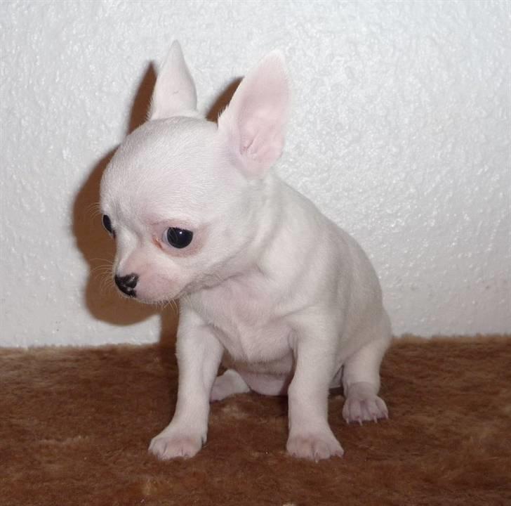 Chihuahua Zhirley blir kaldt Pamala billede 1