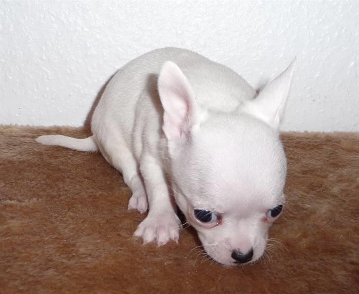 Chihuahua Zhirley blir kaldt Pamala billede 2