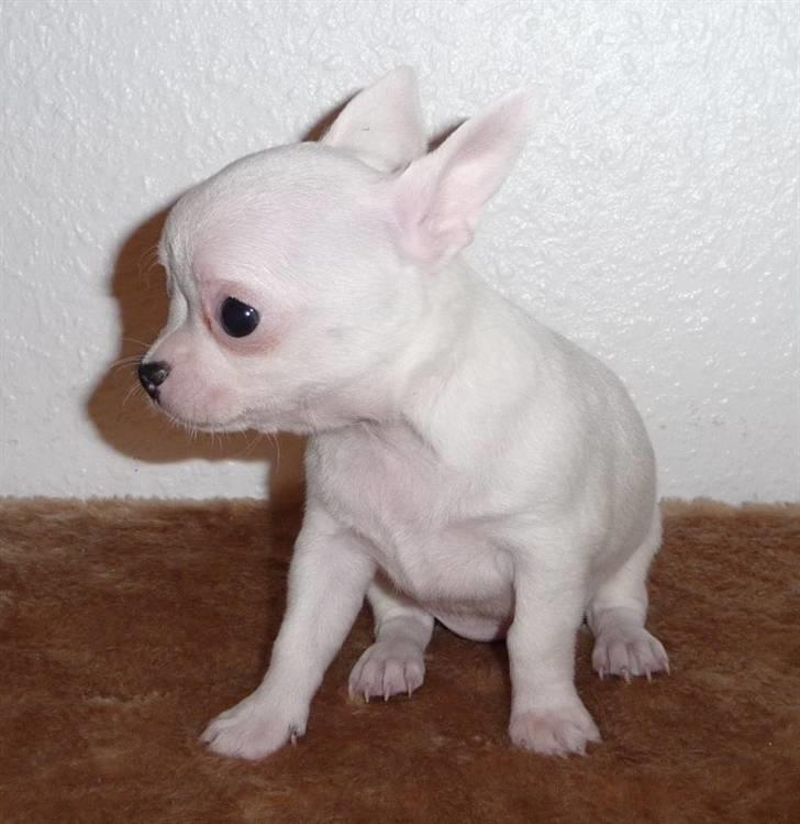 Chihuahua Zhirley blir kaldt Pamala billede 3