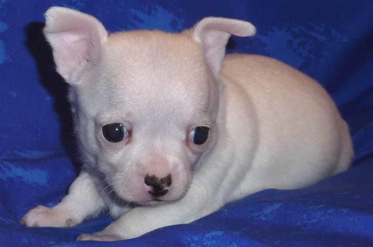 Chihuahua Zhirley blir kaldt Pamala billede 4