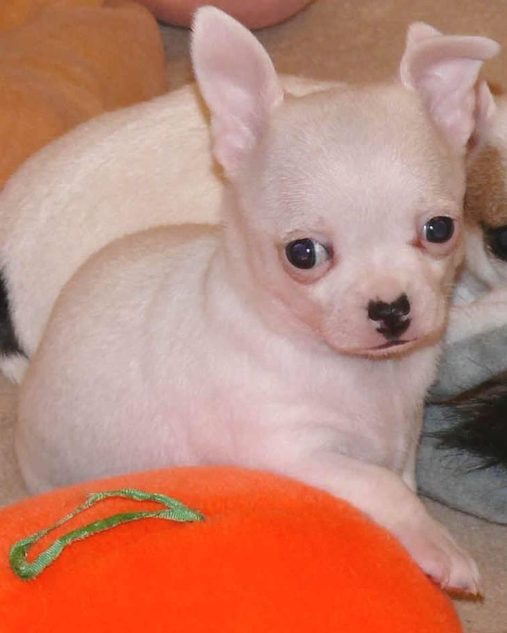 Chihuahua Zhirley blir kaldt Pamala billede 5