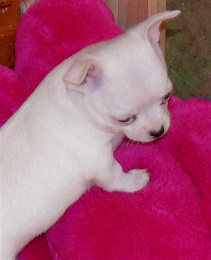 Chihuahua Zhirley blir kaldt Pamala billede 6