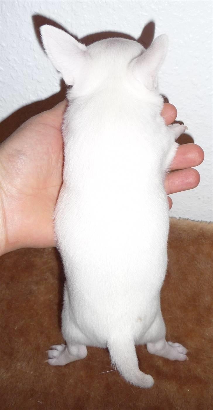 Chihuahua Zhirley blir kaldt Pamala billede 7