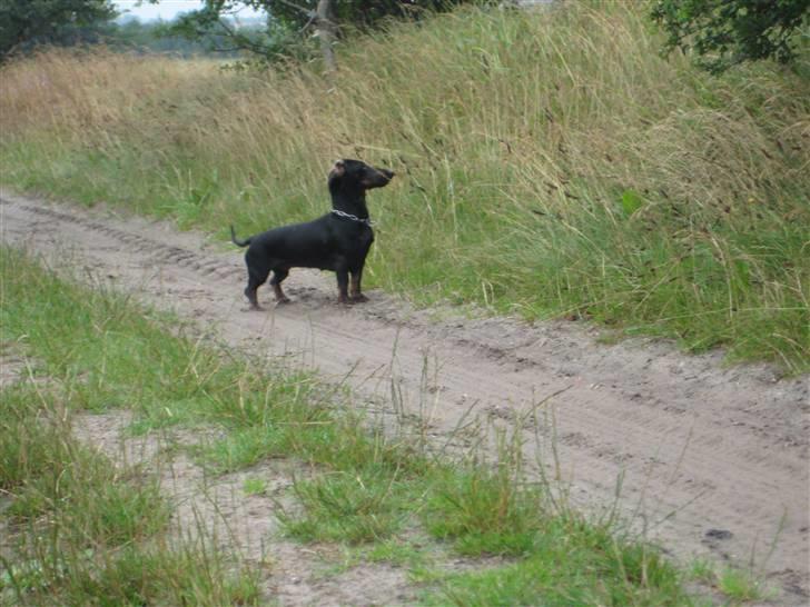 Gravhund Charlin billede 8