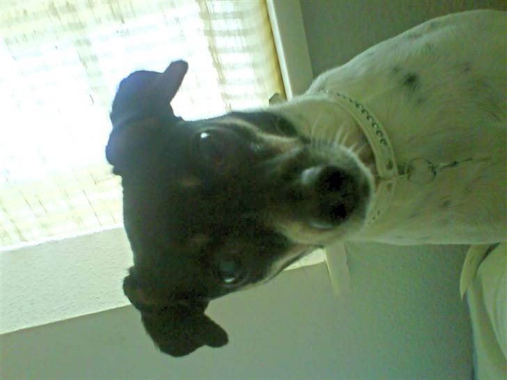 Dansk svensk gaardhund molly - pia kom nu igang med og tage det billed. sidder musse stille nu billede 1