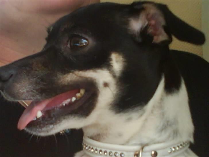 Dansk svensk gaardhund molly - uhmm dejlig og side ved bedstemor billede 2