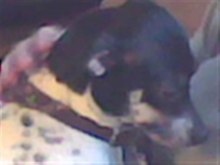 Dansk svensk gaardhund molly - hmmm skønt og hedde molly billede 3