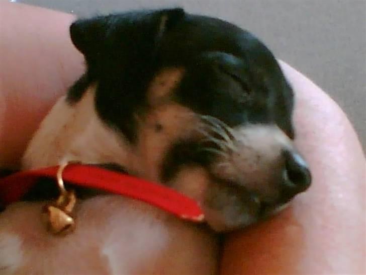 Dansk svensk gaardhund molly - molly som hvalp billede 4