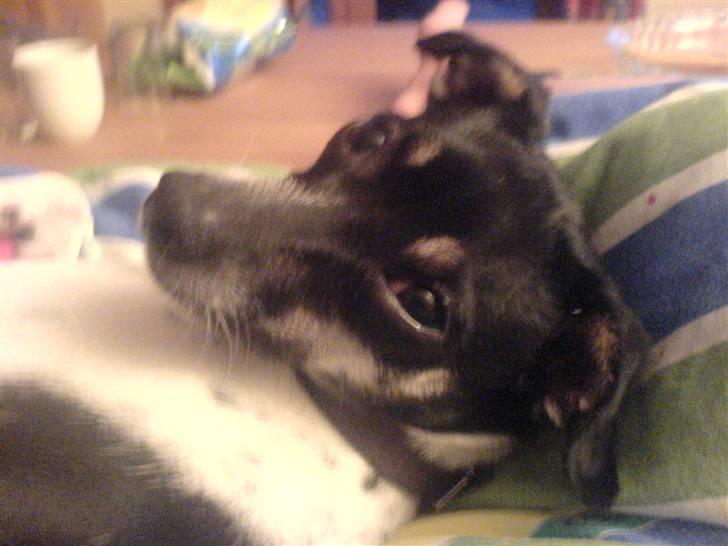 Dansk svensk gaardhund molly - heyy pia, snakker du til mig billede 5