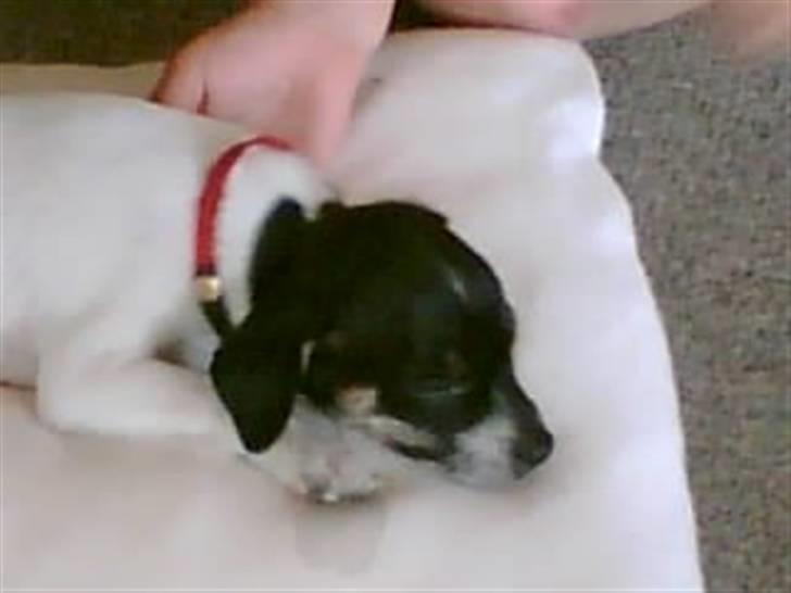 Dansk svensk gaardhund molly - molly som hvalp billede 6