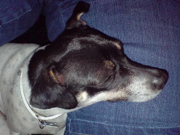 Dansk svensk gaardhund molly - slapper af på bedste´s ben billede 7