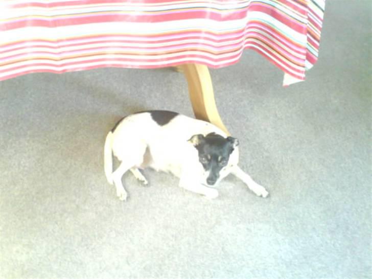 Dansk svensk gaardhund molly - molly tyk og med hvalpe i maven billede 8