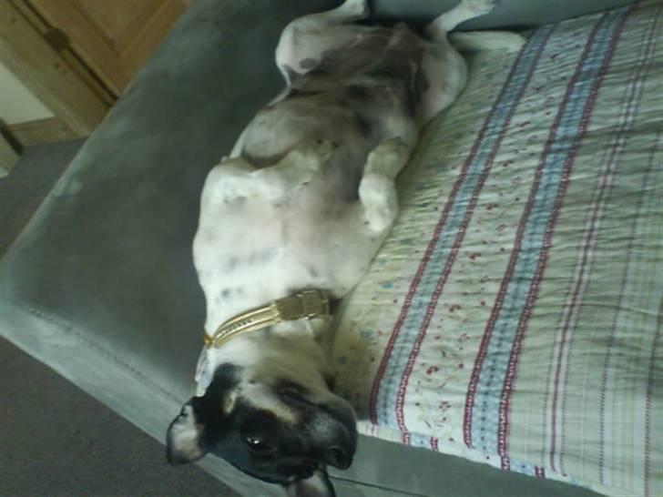 Dansk svensk gaardhund molly - jeg slapper af mor, skrid nu med dig billede 9