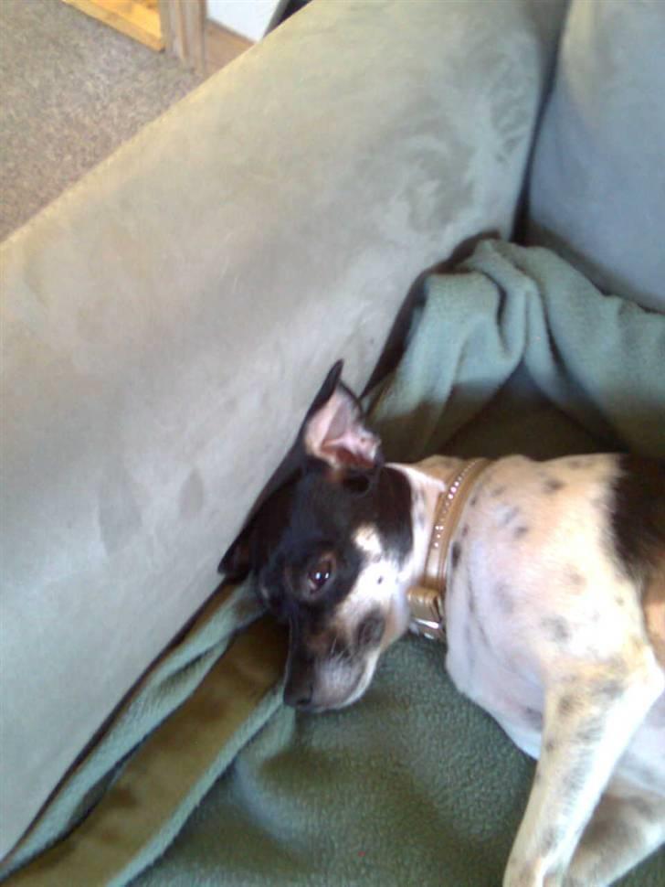 Dansk svensk gaardhund molly billede 10