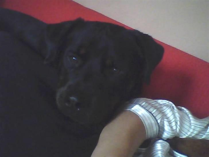 Rottweiler Baloo - Mor er syg, så Baloo passer godt på mor. billede 19