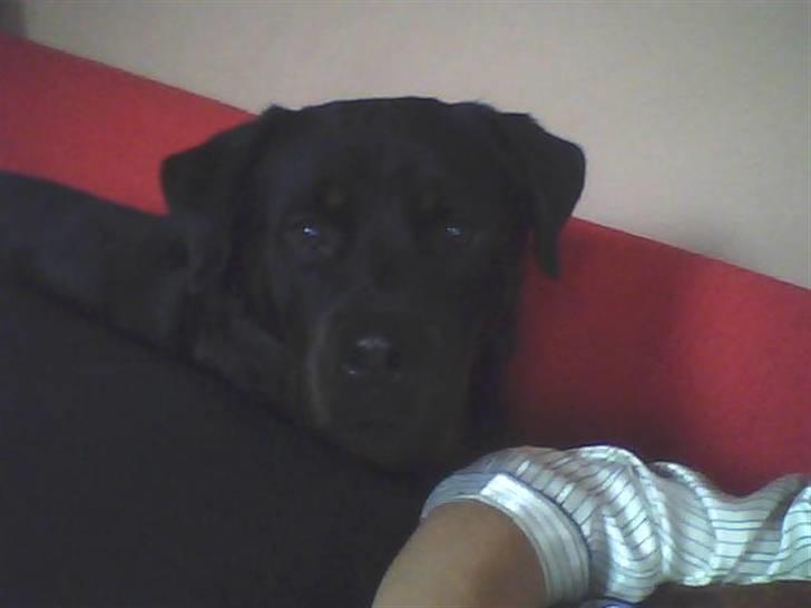 Rottweiler Baloo - Mor er syg, så Baloo passer godt på mor på sofaen. billede 20