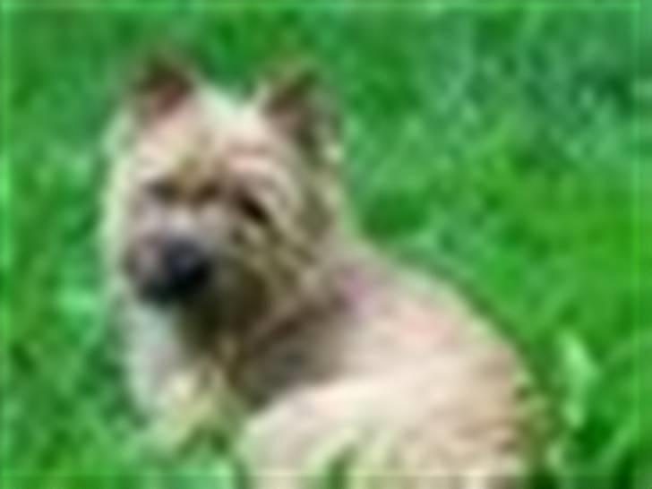 Cairn terrier Bubber billede 8