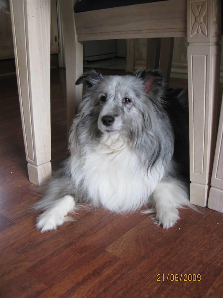 Shetland sheepdog Beauty - Smukke Beauty (; billede 1